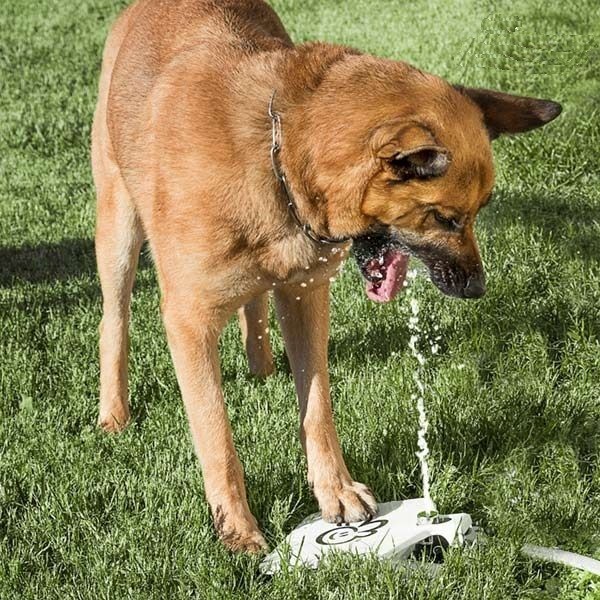 Pedálos ivókút kutyáknak