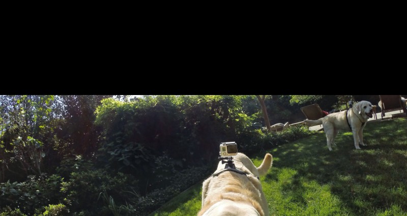 Kutyahám, amelyre kamera szerelhető