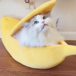 Banán alakú cicaágy