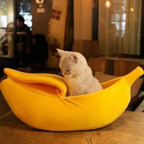 Banán alakú cicaágy