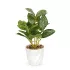 Vog und Arths fittonia műnövény dekoráció 20 x 9 cm