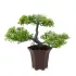 Vog und Arths műnövény bonsai dekoráció 25 x 9 cm