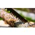 TOPEX Keretes fűrész - 760mm 17x27mm 10A907