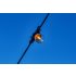 NEO TOOLS Kerti fényfüzér, 20m, 22db E27 led ízzóval, 230V  99-106