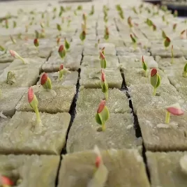   100 kiváló minőségű talaj nélküli termesztési szubsztrátum