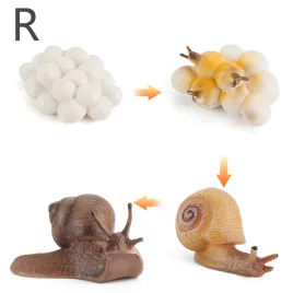 Életciklus Modell - oktató játék