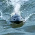 Távirányítós Jet Boat - Nagy sebességű elektromos 40KM/H (24.85 MPH) távirányítós csónak turbó gázturbinás hajtással és LED fényekkel,