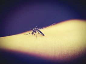 Így szabadulj meg nyáron a szúnyogoktól egy praktikus megoldással