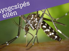 Szabadulj meg a szúnyogcsípésektől! (8 tipp)